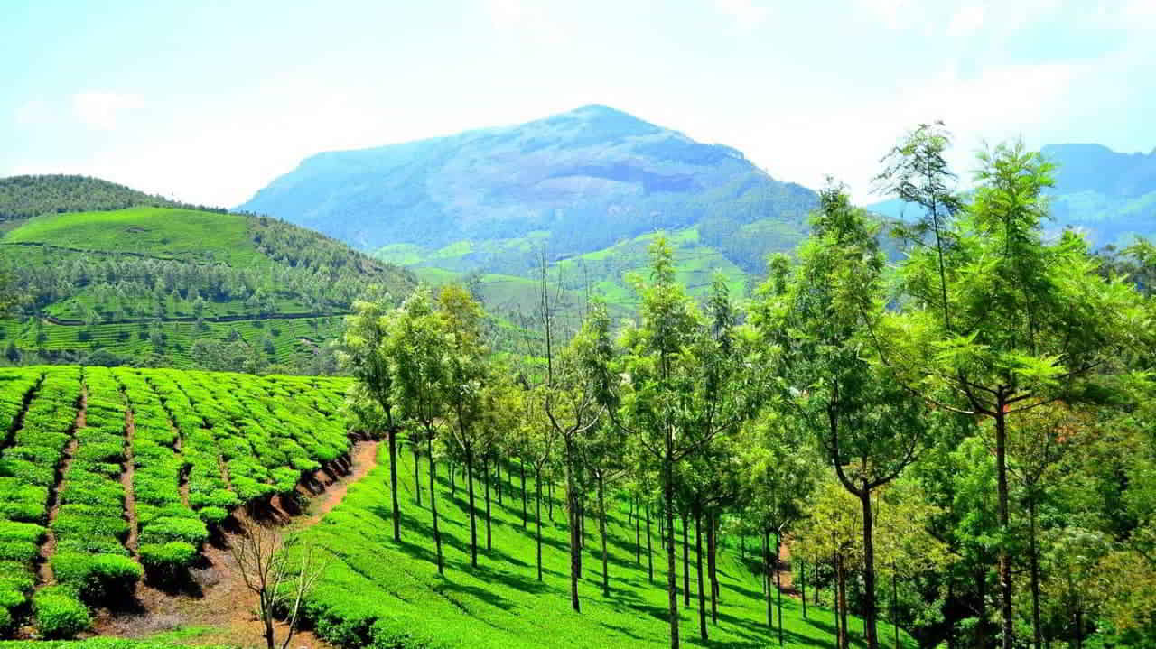 Chikkamagaluru to Munnar Taxi Service - 24 Hours Taxi Service Mangalore